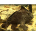 Brackish water frogfish