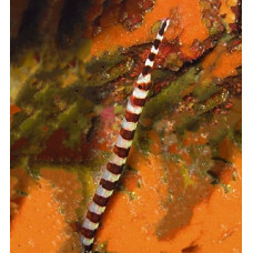 Broad-banded Pipefish