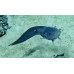 Broad-mouth tadpole