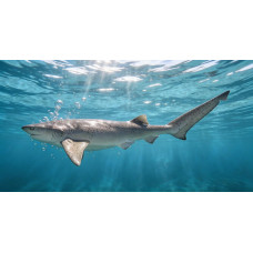 Broadnose sevengill shark