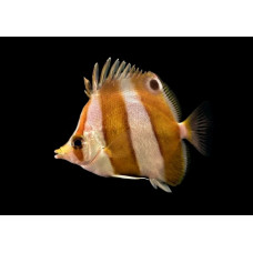 Brown-banded butterflyfish