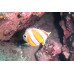 Brown-banded butterflyfish