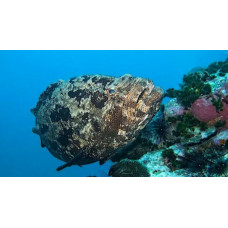 Brown Marbled Grouper