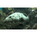 Brown Marbled Grouper