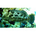 Brown Marbled Grouper