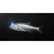 California headlightfish