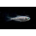 California headlightfish