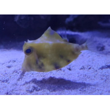 Camel cowfish