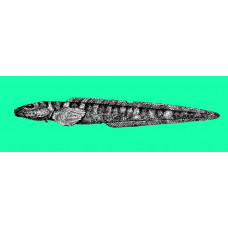 Canadian eelpout