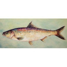 Caspian anadromous shad