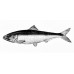 Caspian anadromous shad