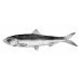 Caspian anadromous shad