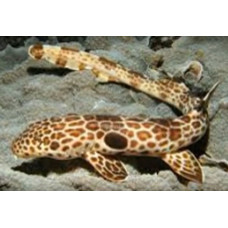 Cenderawasih epaulette shark