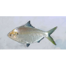 Chacunda gizzard shad