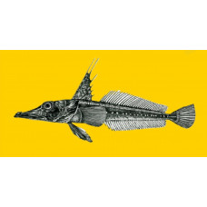 Charcoal icefish