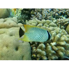 Chevron butterflyfish