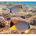 Chevron butterflyfish