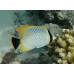 Chevron butterflyfish