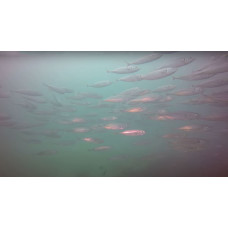 Chilean jack mackerel