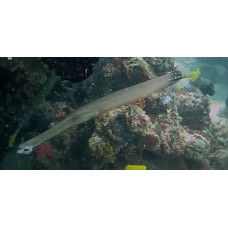 Chinese trumpetfish