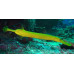 Chinese trumpetfish