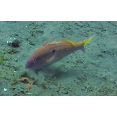 Cinnabar goatfish