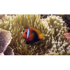 Cinnamon clownfish