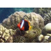 Cinnamon clownfish