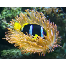 Clark's anemonefish