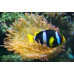 Clark's anemonefish