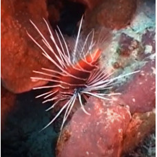 Clearfin lionfish