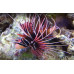 Clearfin lionfish