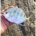 Cleftbelly trevally