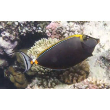 Clown unicornfish