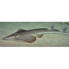 Common guitarfish