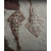 Common guitarfish