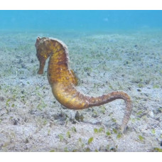 Common seahorse