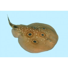 Common torpedo