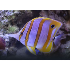 Copperband butterflyfish