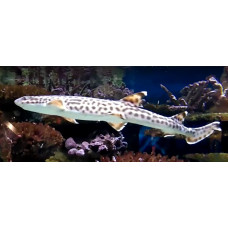 Coral catshark