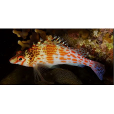 Coral hawkfish