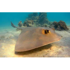 Cowtail stingray