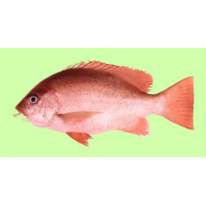 Crimson snapper