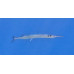 Crocodile needlefish