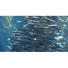 Deepbody sardinella