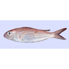 Delagoa threadfin bream