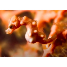 Denise's pygmy seahorse