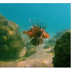 Devil firefish, common lionfish, pterois miles