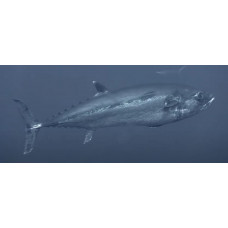 Dogtooth tuna