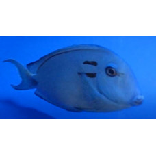 Doubleband surgeonfish